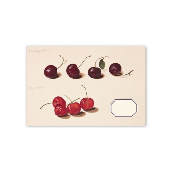 Les cerises