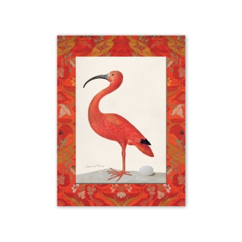 L’ibis rouge