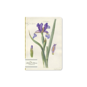 Petit iris